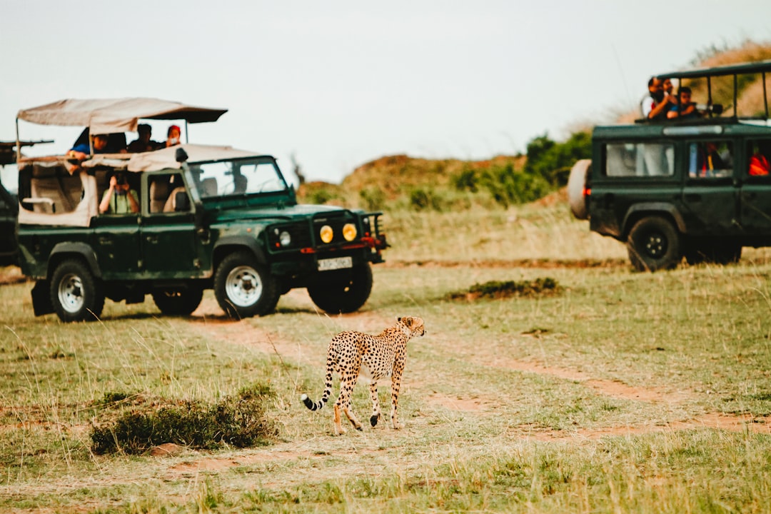leopard-walking-through-green-vehicles-wphposnj96u