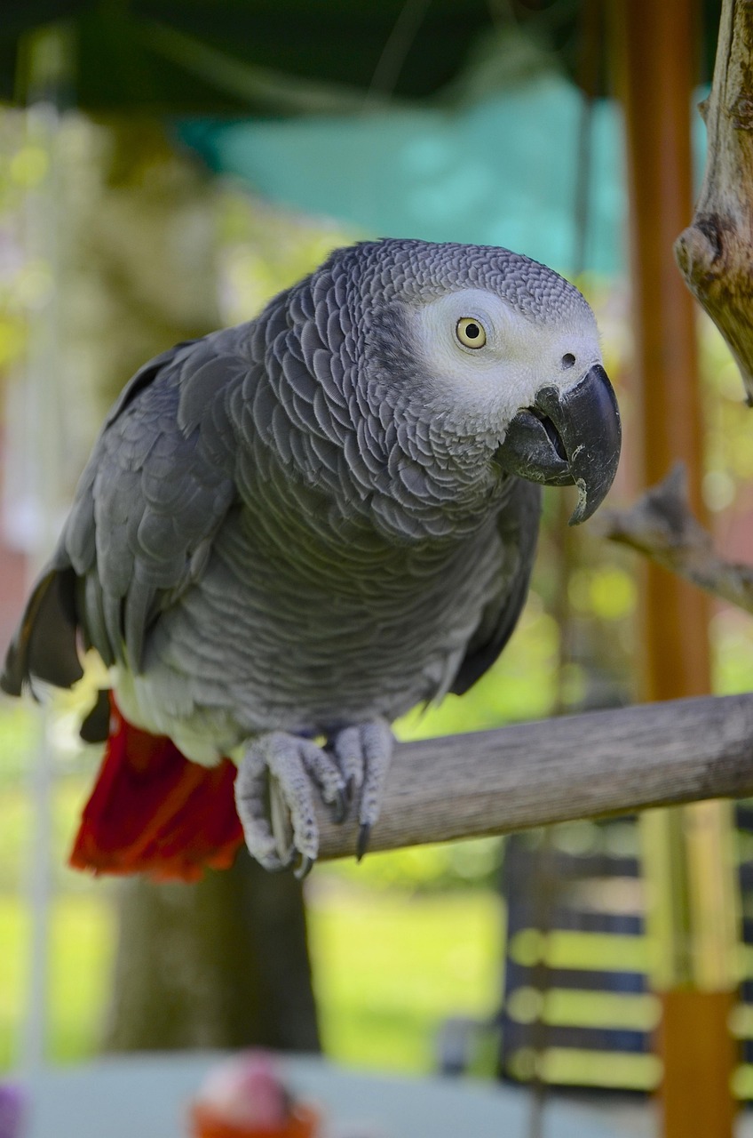 parrot, african grey, african gray parrot, gray, bird, domestic animal, african, nature, beak, exotic