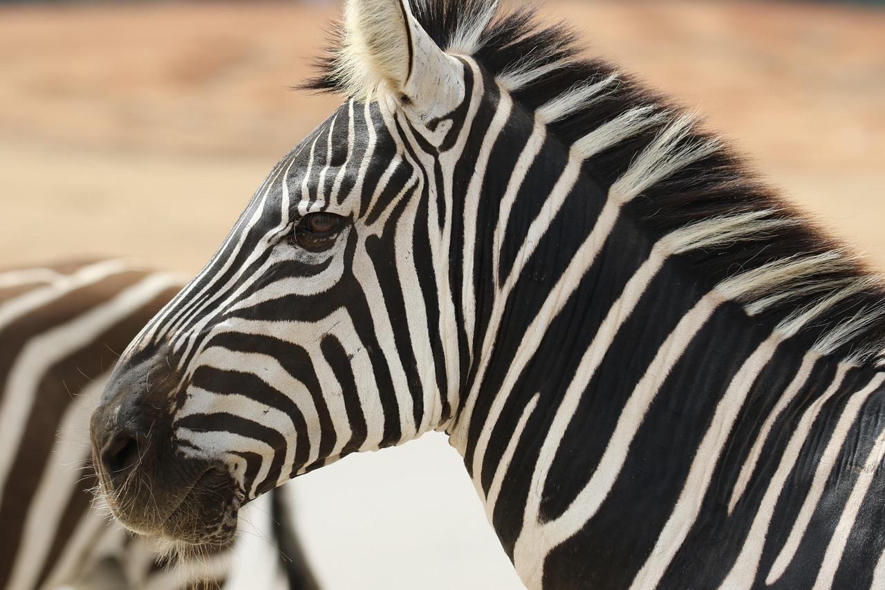 zebra, nature, stripes, wildlife, animal, safari, portrait